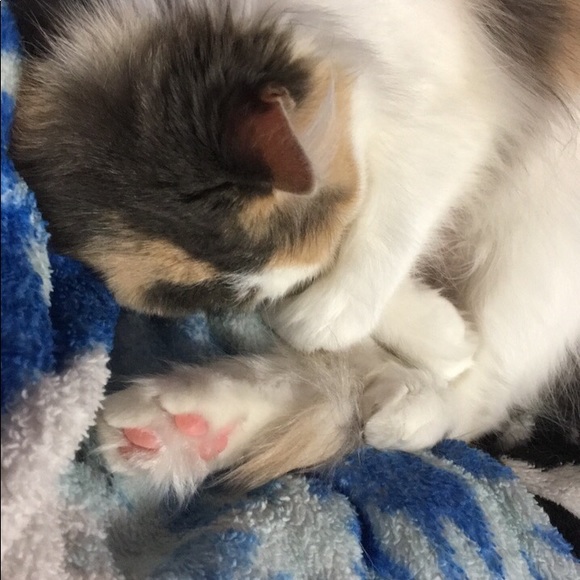 Meet your Posher, Bailey - Picture 3 of 3